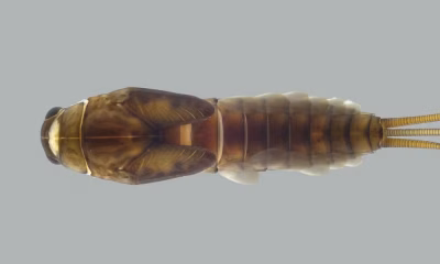 UFV descobre três novas espécies de insetos na Mata Atlântica de Minas e Santa Catarina