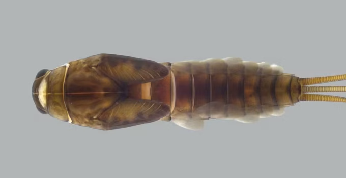 UFV descobre três novas espécies de insetos na Mata Atlântica de Minas e Santa Catarina