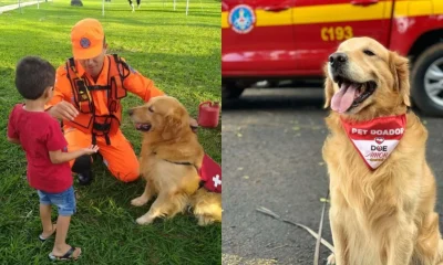 Morre Thor, o Golden Retriever bombeiro de Uberaba que emocionou Minas Gerais com doações de sangue e visitas escolares