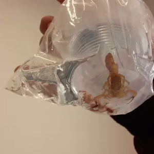 Minas Gerais Lidera Mortes por Animais Peçonhentos no Brasil; Escorpiões e Cobras Ameaçam População