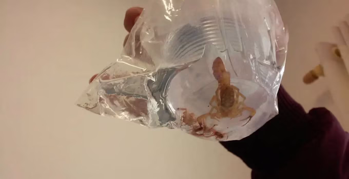 Minas Gerais Lidera Mortes por Animais Peçonhentos no Brasil; Escorpiões e Cobras Ameaçam População