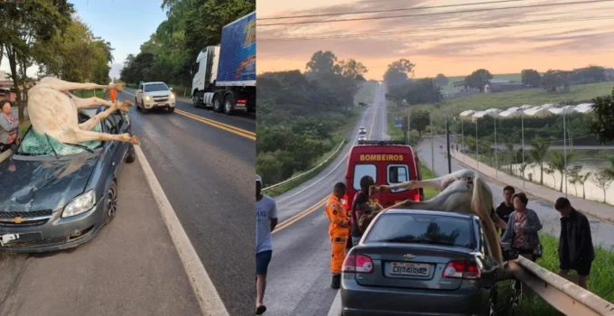 Cavalo morre em cima do capô após ser atropelado em rodovia de Minas Gerais
