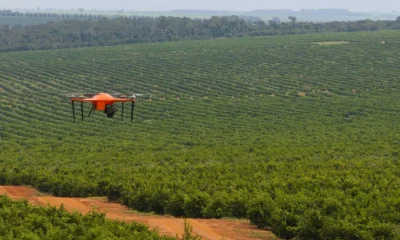 Produção de Laranja em Minas e São Paulo Deve Cair 12,9% na Próxima Safra, Alertando Produtores