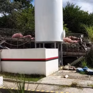 Tragédia em Minas: Caminhão de porcos tomba sobre frigorífico e mata grávida em São José da Lapa