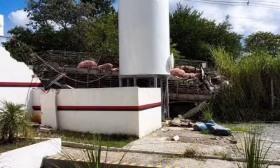 Tragédia em Minas: Caminhão de porcos tomba sobre frigorífico e mata grávida em São José da Lapa