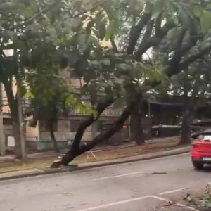 Árvore Gigante Cede e Interrompe Tráfego e Energia em Avenida Nobre de Belo Horizonte