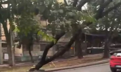 Árvore Gigante Cede e Interrompe Tráfego e Energia em Avenida Nobre de Belo Horizonte