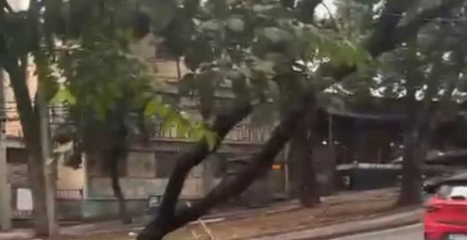Árvore Gigante Cede e Interrompe Tráfego e Energia em Avenida Nobre de Belo Horizonte