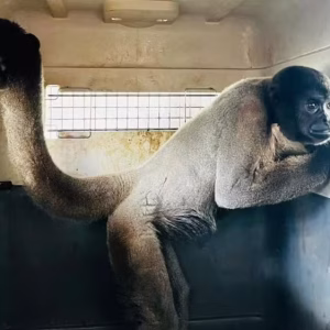 Macacos-barrigudos e outros animais ameaçados chegam a santuário mineiro para programa de conservação