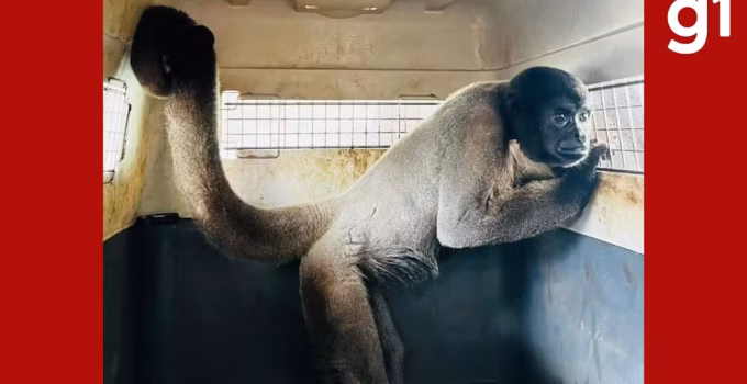 Macacos-barrigudos e outros animais ameaçados chegam a santuário mineiro para programa de conservação