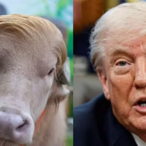 Búfalo 'Donald Trump' vira atração no Bangladesh antes de sacrifício religioso e gera debate