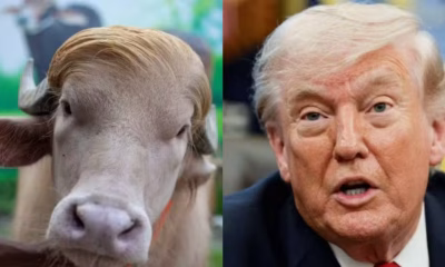 Búfalo 'Donald Trump' vira atração no Bangladesh antes de sacrifício religioso e gera debate