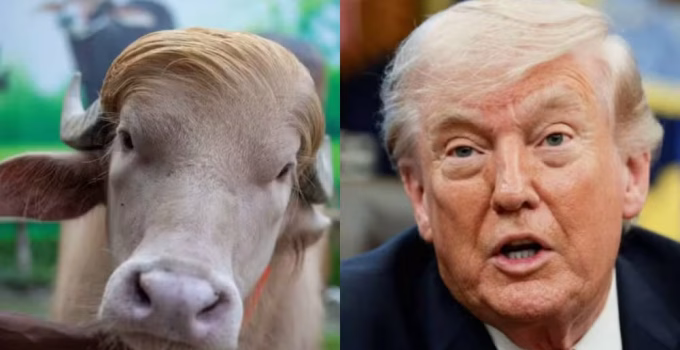 Búfalo 'Donald Trump' vira atração no Bangladesh antes de sacrifício religioso e gera debate
