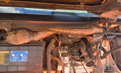 Jiboia de 2 metros é resgatada de motor de carreta em Unaí, Noroeste de Minas