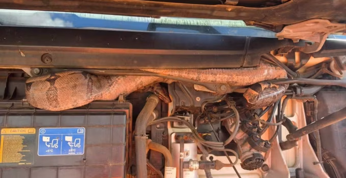 Jiboia de 2 metros é resgatada de motor de carreta em Unaí, Noroeste de Minas