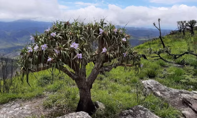 Terra de Gigantes: Serra em MG Revela Gigante Carnívora e Espécies Raras da Mata Atlântica