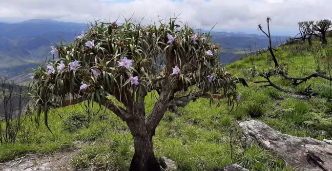 Terra de Gigantes: Serra em MG Revela Gigante Carnívora e Espécies Raras da Mata Atlântica