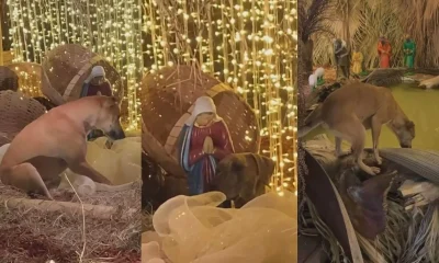 Cachorros Caramelo Invadem Presépio em Praça de Pará de Minas e Viram Sensação na Web Mineira