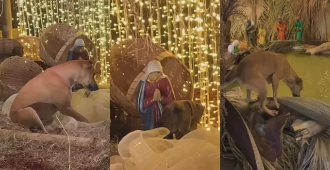 Cachorros Caramelo Invadem Presépio em Praça de Pará de Minas e Viram Sensação na Web Mineira
