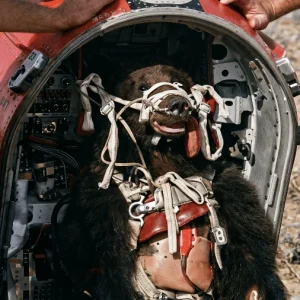 O Urso Que Voou Mais Rápido Que o Som: O Teste Supersônico Inusitado da Força Aérea dos EUA