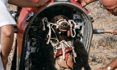 O Urso Que Voou Mais Rápido Que o Som: O Teste Supersônico Inusitado da Força Aérea dos EUA