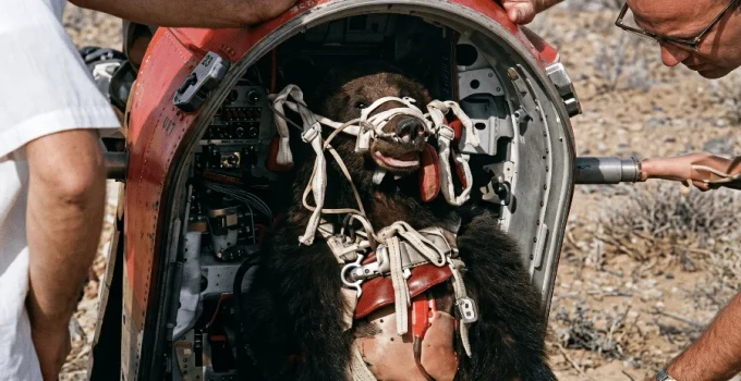 O Urso Que Voou Mais Rápido Que o Som: O Teste Supersônico Inusitado da Força Aérea dos EUA
