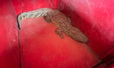 Jacaré Interrompe Operações no Aeroporto de Patos de Minas; Animal é Resgatado e Levado para Avaliação