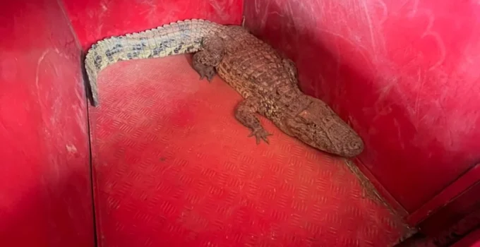 Jacaré Interrompe Operações no Aeroporto de Patos de Minas; Animal é Resgatado e Levado para Avaliação