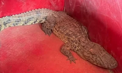 Jacaré-açu invade pista de aeroporto em Patos de Minas e causa apreensão em passageiros; animal é resgatado