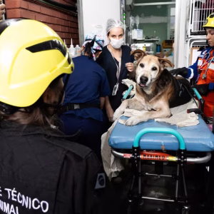 SAMUVet BH: Atendimentos de urgência para cães e gatos são suspensos por dois dias para capacitação