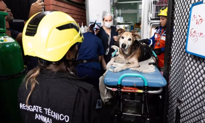SAMUVet BH: Atendimentos de urgência para cães e gatos são suspensos por dois dias para capacitação