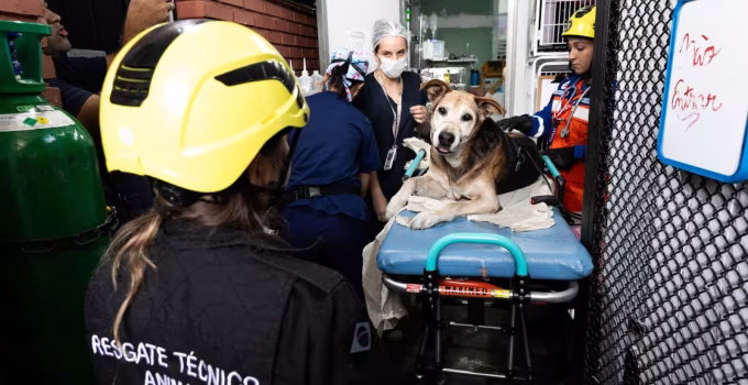 SAMUVet BH: Atendimentos de urgência para cães e gatos são suspensos por dois dias para capacitação