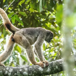 Muriquis Retornam às Matas de Ibitipoca: Maior Primata das Américas é Reintroduzido em Minas Gerais