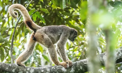 Muriquis Retornam às Matas de Ibitipoca: Maior Primata das Américas é Reintroduzido em Minas Gerais