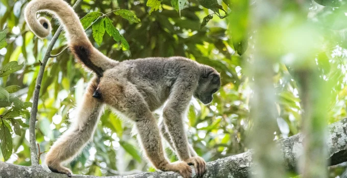 Muriquis Retornam às Matas de Ibitipoca: Maior Primata das Américas é Reintroduzido em Minas Gerais