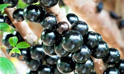 Festival da Jabuticaba chega a BH pela primeira vez com entrada gratuita em Santa Tereza
