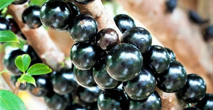 Festival da Jabuticaba chega a BH pela primeira vez com entrada gratuita em Santa Tereza