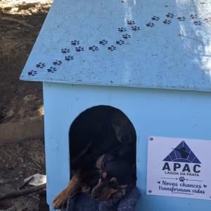Detentos em MG constroem casinhas para animais abandonados em projeto inovador de ressocialização