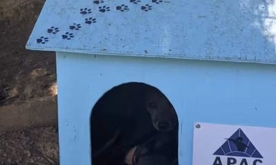 Detentos em MG constroem casinhas para animais abandonados em projeto inovador de ressocialização