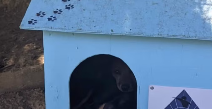Detentos em MG constroem casinhas para animais abandonados em projeto inovador de ressocialização