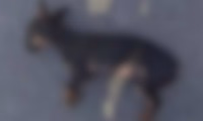 Homem é preso após filho levar cachorro morto à PM e denunciar pai por maus-tratos em São Gonçalo do Abaeté, MG