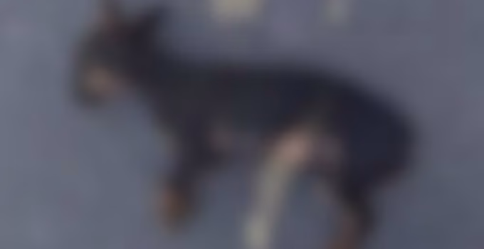 Homem é preso após filho levar cachorro morto à PM e denunciar pai por maus-tratos em São Gonçalo do Abaeté, MG