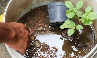 Vale do Aço chega a cinco mortes por dengue em 2026 com novos óbitos em Belo Oriente e Bom Jesus do Galho