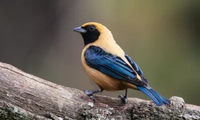 Belo Horizonte sediará Avistar Minas 2026, evento focado na observação e conservação de aves mineiras