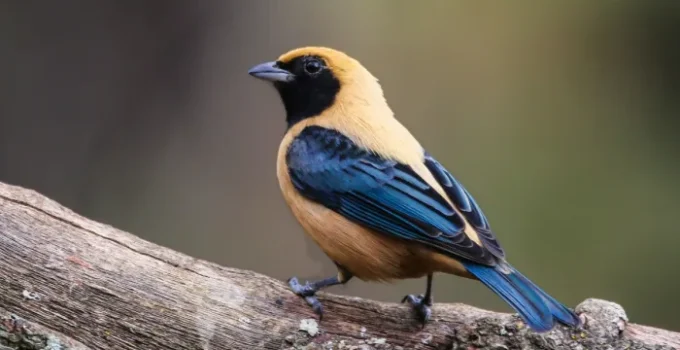Belo Horizonte sediará Avistar Minas 2026, evento focado na observação e conservação de aves mineiras