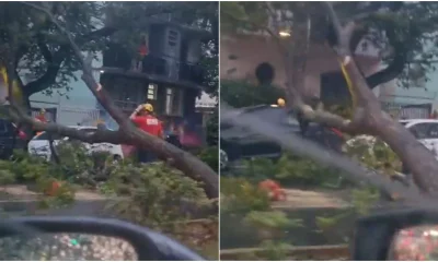 Árvore de Grande Porte é Derrubada na Afonso Pena Após Colisão com Caminhão em BH; Trânsito Interrompido