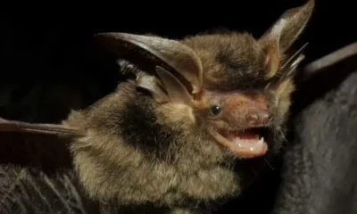 Morcego com Raiva é Identificado em Bairro de Belo Horizonte e Exige Nova Vacinação em Pets