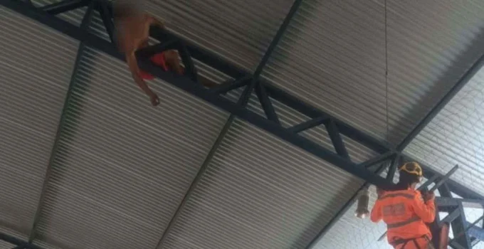 Jovem de 23 anos fica preso em teto de ginásio em Alfenas, no Sul de Minas, e precisa ser resgatado pelos Bombeiros