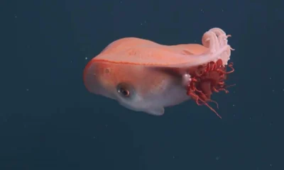 Evolução Inesperada: Polvos Poderiam Construir Civilizações Subaquáticas se a Humanidade Desaparecer, Sugere Cientista de Oxford