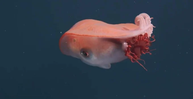 Evolução Inesperada: Polvos Poderiam Construir Civilizações Subaquáticas se a Humanidade Desaparecer, Sugere Cientista de Oxford